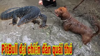 PitBull Thợ Săn Số 1 Việt Nam Truy Đuổi Cả Đàn Quái Thú | PitBull