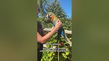 Petting v stroking - there’s a big difference! #birds #parrot #macaw
