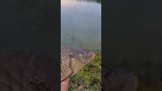 И снова рыбалка.  Хороший улов.