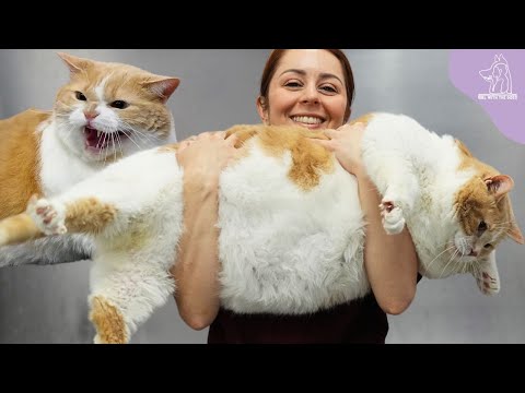 The Sumo Wrestler Cat Named Biggie Smalls | 43 POUNDS?