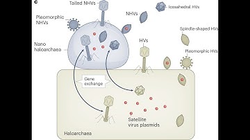 Nested Symbiosis in Extreme Environments