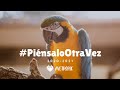 #PiénsaloOtraVez 2020 - 2021 | Campaña de concienciación sobre la tenencia de loros como mascota