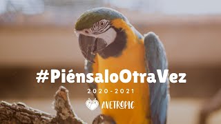 #PiénsaloOtraVez 2020 - 2021 | Campaña de concienciación sobre la tenencia de loros como mascota