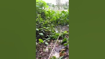 Nhìn phao nhịp là giật liền #câucárôđồng #thápmườiquêtôi