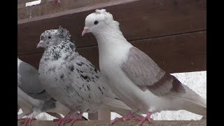 ВИШНЁВЫЕ ШЕЙКИ МАРКА В МОСКВЕ. ОТВЕЧАЮ НА ВОПРОСЫ. #pigeons# #Tauben##көгершіндер##աղավնիներ#
