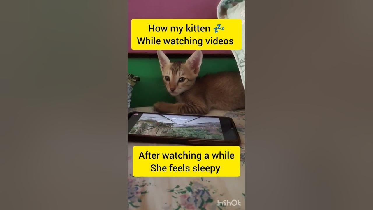 How My kitten sleeps! trick to make cat sleep YouTube