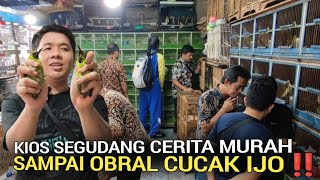 PASAR BURUNG ! KIOS SEGUDANG CERITA MURAH OBRAL CUCAK IJO PASAR BURUNG PRAMUKA KIOS SIGIT 