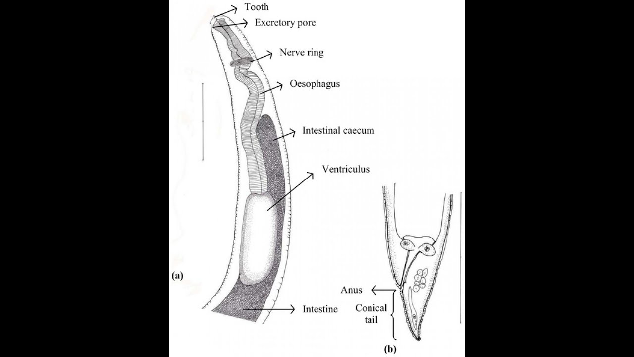 Physical Review Letters