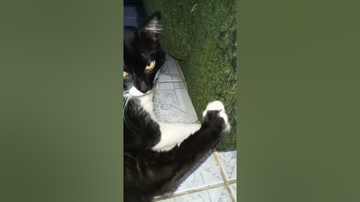 #Gato rasgando o sofá.