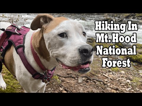 Hiking in Mt. Hood National Forest 🥾