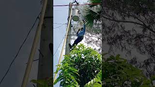 Live Line Current Measurements