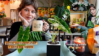 a cozy fall day of plant chores ☕ new shelf set up, frydek goes into pon, & plant care chat