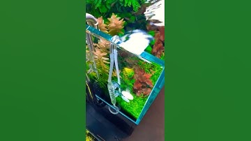 Thumbnail of CO2 injector Aquascape, inject CO2 #co2 #aquascape #aquarium #fish  #carbondioxide