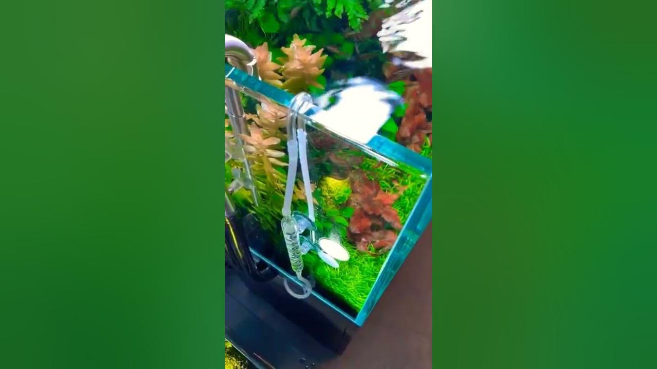 CO2 injector Aquascape, inject CO2 #co2 #aquascape #aquarium #fish  #carbondioxide