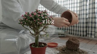 신혼집에 놔둘 새로운 화분 분갈이하고 드디어 도착한 결혼식 웨딩앨범 언박싱하는 일상브이로그 :) | 신혼브이로그 | 신혼집브이로그 | 일상브이로그 | 신혼부부브이로그
