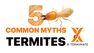 5 Common Myths About Termites