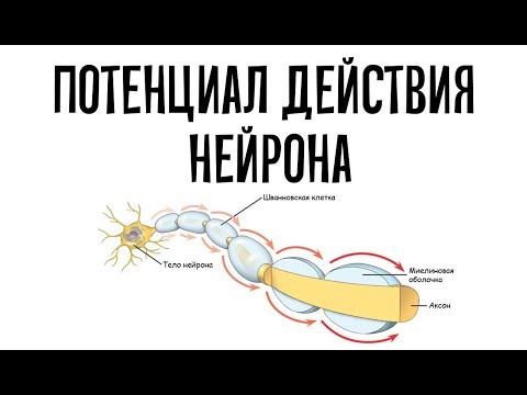 Видео: Разница между миелинизированными и немиелинизированными нервными волокнами