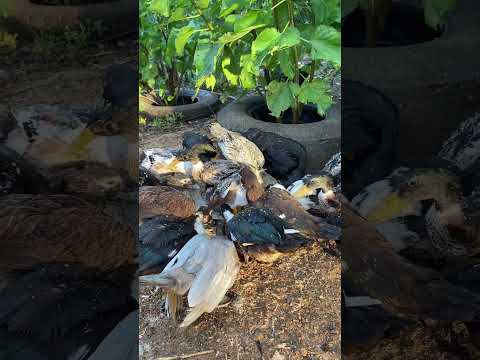 MAK SREA - Feed ducks and chickens #viral  #food  #shorts