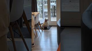 Why are always women taking sooooo long to get ready? 😑 #pet #dog #funny