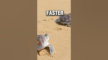 Do turtles run really fast?