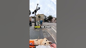 How My Guide Dog Crosses A Busy Intersection 🦮🚦 #insta360 #blind #serviceanimal #guidedog #dog