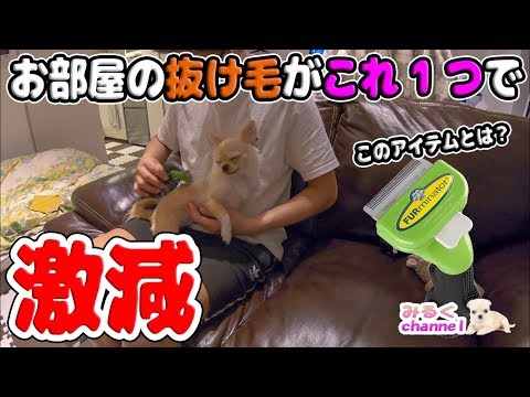 🔴お部屋の抜け毛がこのアイテム1つで激減した!昔から話題のそのアイテムとは!?【dog】【puppy】【Chihuahua】