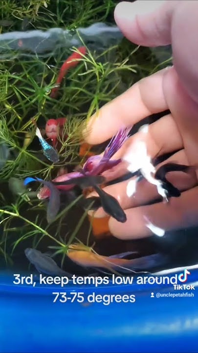 can-you-put-multiple-bettas-together-fish-betta-aquarium-community