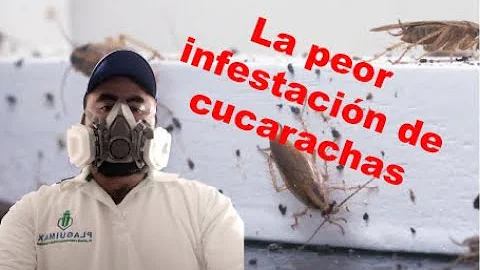 ¿Cuáles son dos signos de una infestación de cucarachas?