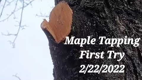 My First Time Maple Tapping