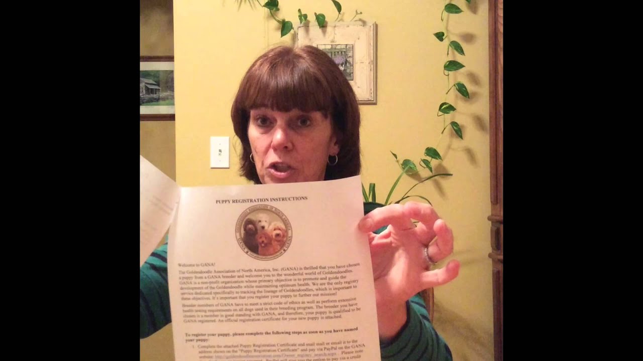 fox creek farm goldendoodles