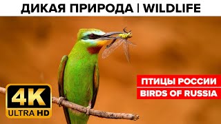 Птицы России | Birds of Russia