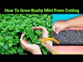 जंगल जैसा घना पुदीना कटिंग से उगाइये गमले में | How To Grow Lots Of Mint From Cutting In Container