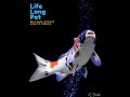 Fishlaw1s  life long pet slogandefinition  2020