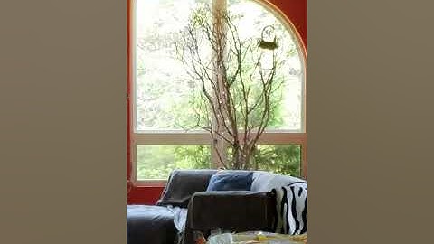 Robin knocking at my window