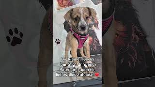 Wer schenkt der kleinen Hündin ein warmes und liebevolles Zuhause?❤️ #zuhausegesucht #hund #tiere