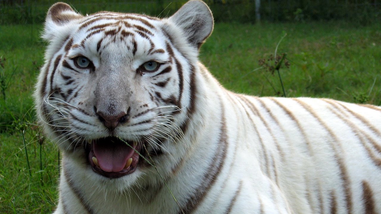 Half Albino Tiger