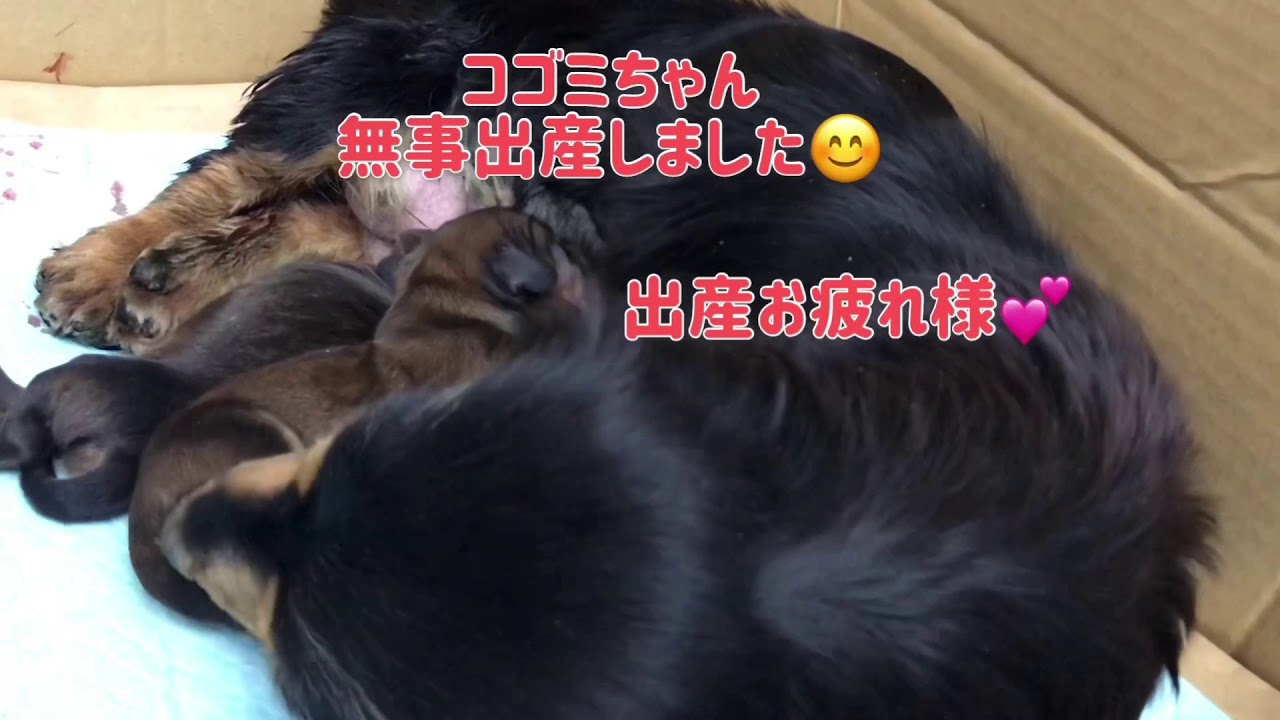 コゴミちゃん出産しました Youtube