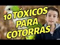 10 Alimentos TÓXICOS para cotorras argentinas y loros