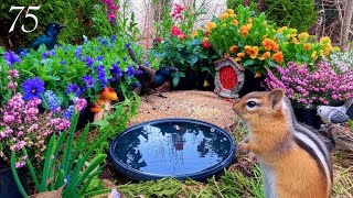 Cat TV: Chipmunks, Birds and Squirrels. 4K. Episode 75