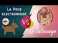 La puce lectronique vs le tatouage