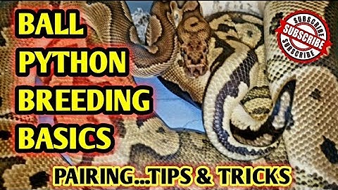 Ball Python Breeding Made Easy Part 1