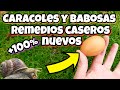 Estos METODOS para ELIMINAR Caracoles y Babosas son 100 VECES mas EFECTIVOS (Huerto y jardin) Casero