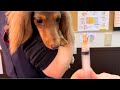 【予防接種】助けを求める目が可愛い過ぎる犬/チワックス
