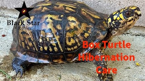 Eastern Box Turtle Hibernation Care and Prep.