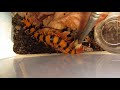 Scolopendra hardwickei, removing mites while he is eating a locust