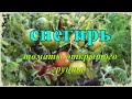 🍅 Томат СНЕГИРЬ | Открытый грунт | Не оставит без урожая даже в холодное лето