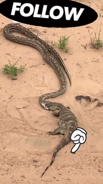 Biawak vs Ular.  #ular #biawak #animals #snake #predator