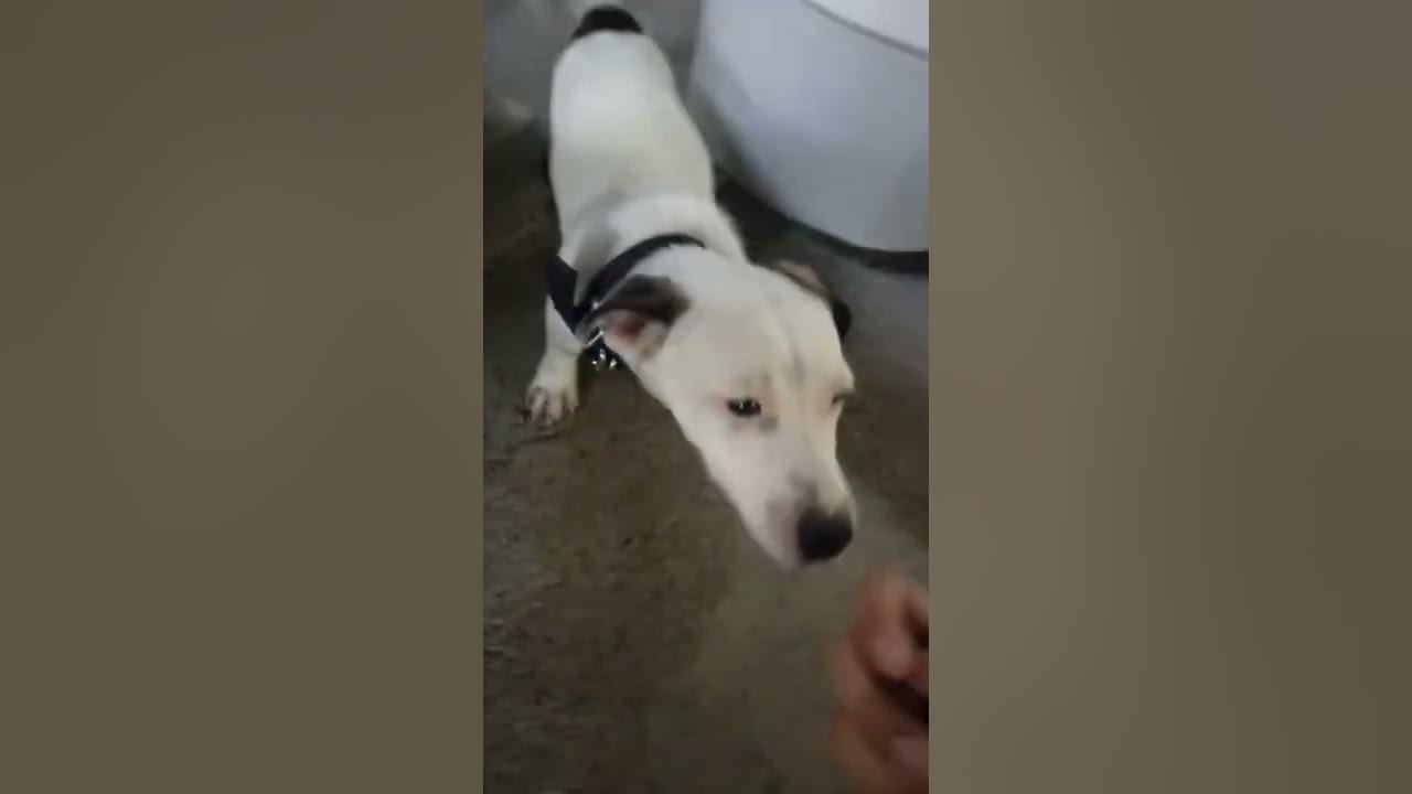 S&R CHAMP CHOW PUPPY FORMULA YouTube