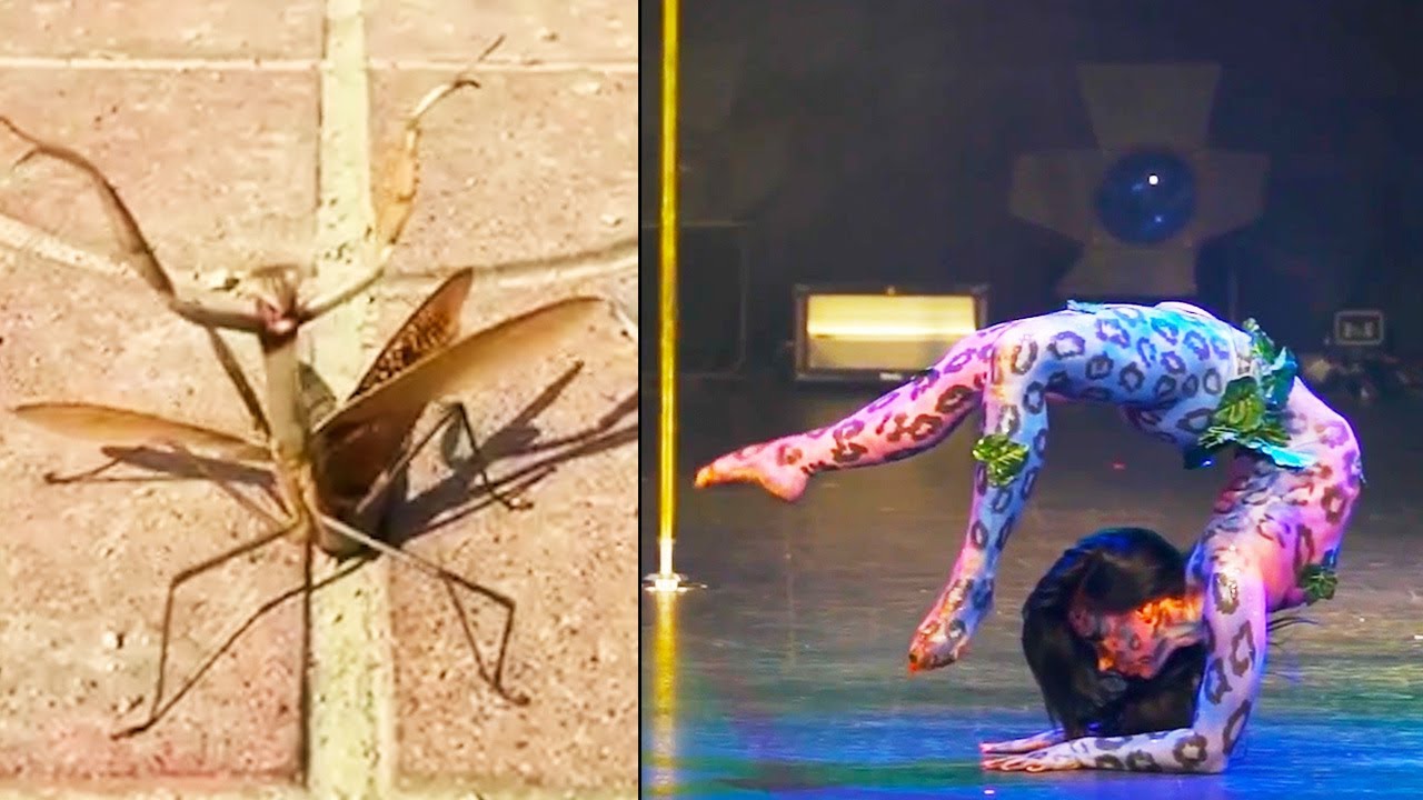 Ozzy Man Reviews: MEGA COMPILATION #5 - YouTube