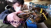 屋内型釣り堀が楽しすぎた 海釣りハウス コリュッシュ Youtube